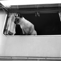 Picture of seal point siamese cat looking out of a caravan window