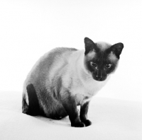 Picture of seal point siamese cat looking down in studio