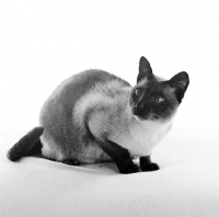 Picture of seal point siamese cat looking away in studio