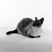 Picture of seal point siamese cat lying down in studio