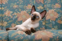 Picture of seal point Siamese cat lying on  a sofa