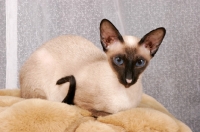 Picture of seal point Siamese cat lying on  a rug