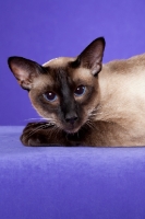 Picture of seal point Siamese cat on purple backdrop looking directly at camera