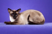 Picture of seal point Siamese cat on purple backdrop, full body
