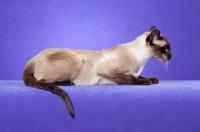 Picture of seal point Siamese cat on purple backdrop, full body in profile