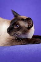 Picture of seal point Siamese cat on purple backdrop, looking to the side