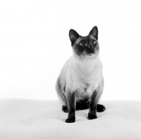 Picture of seal point siamese cat on white background