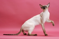 Picture of seal point Siamese cat one leg up, on pink background