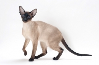 Picture of seal point Siamese cat, one leg up