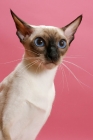 Picture of seal point Siamese cat portrait, on pink background