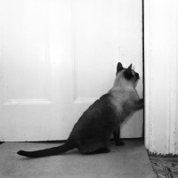 Picture of seal point siamese cat pushing open a door