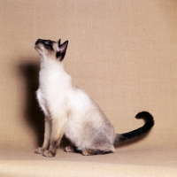 Picture of seal point siamese cat side view