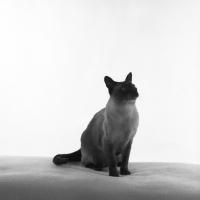 Picture of seal point siamese cat sitting in the dark against a bright background