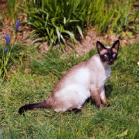 Picture of seal point siamese cat sitting in a garden