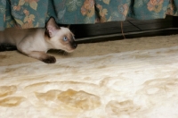 Picture of seal point Siamese cat under a sofa