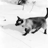 Picture of seal point siamese cat walking in snow