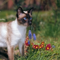 Picture of seal point siamese cat with flowers