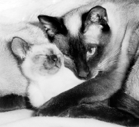 Picture of seal point siamese cat with her kitten in her arms