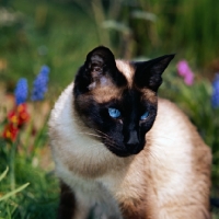 Picture of seal point siamese cat with shining eyes