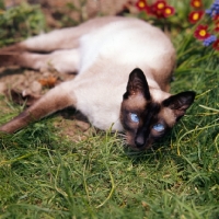 Picture of seal point siamese cat with shining eyes lying in a garden