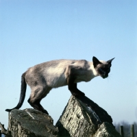 Picture of seal point siamese cat