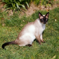 Picture of seal point siamese cat