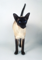 Picture of seal point Siamese cat