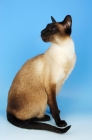 Picture of seal point siamese cat