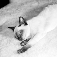 Picture of seal point siamese kitten asleep on a sheepskin rug, smiling