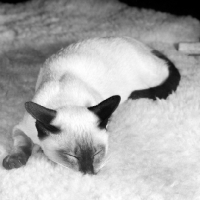 Picture of seal point siamese kitten asleep on a sheepskin rug