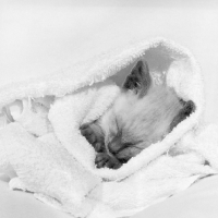 Picture of seal point siamese kitten wrapped in a towel