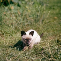 Picture of seal point siamese kitten