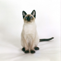 Picture of seal point siamese kitten