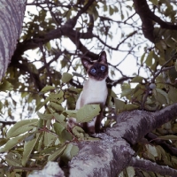 Picture of seal point siamese looking surprised