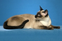 Picture of seal point Siamese on blue background