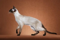 Picture of seal point Siamese on brown background