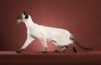 Picture of seal point Siamese on brown background