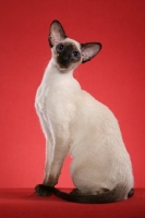 Picture of seal point Siamese on red background