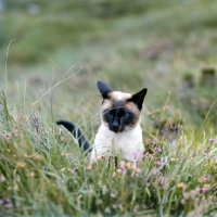 Picture of seal point siamese, the photographer's cat on holiday