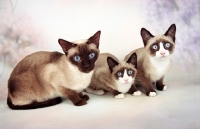 Picture of seal point Snowshoe cats