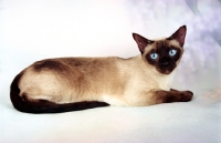 Picture of Seal point Snowshoe lying down