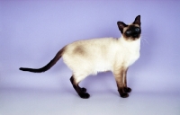 Picture of seal point traditional old style Siamese cat standing on purple background