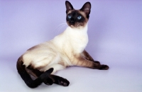 Picture of seal point traditional old style Siamese cat on purple background