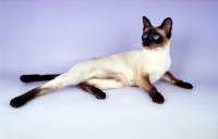 Picture of seal point traditional old style Siamese cat on purple background