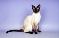 Picture of seal point traditional old style Siamese cat sitting on purple background