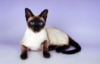 Picture of seal point traditional old style Siamese cat on purple background