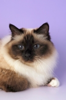 Picture of seal pointed Birman cat head study on pastel background