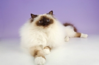 Picture of seal pointed Birman cat lying down on pastel background