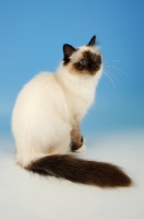 Picture of seal pointed Birman cat on blue background