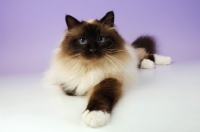 Picture of seal pointed Birman cat on pastel background